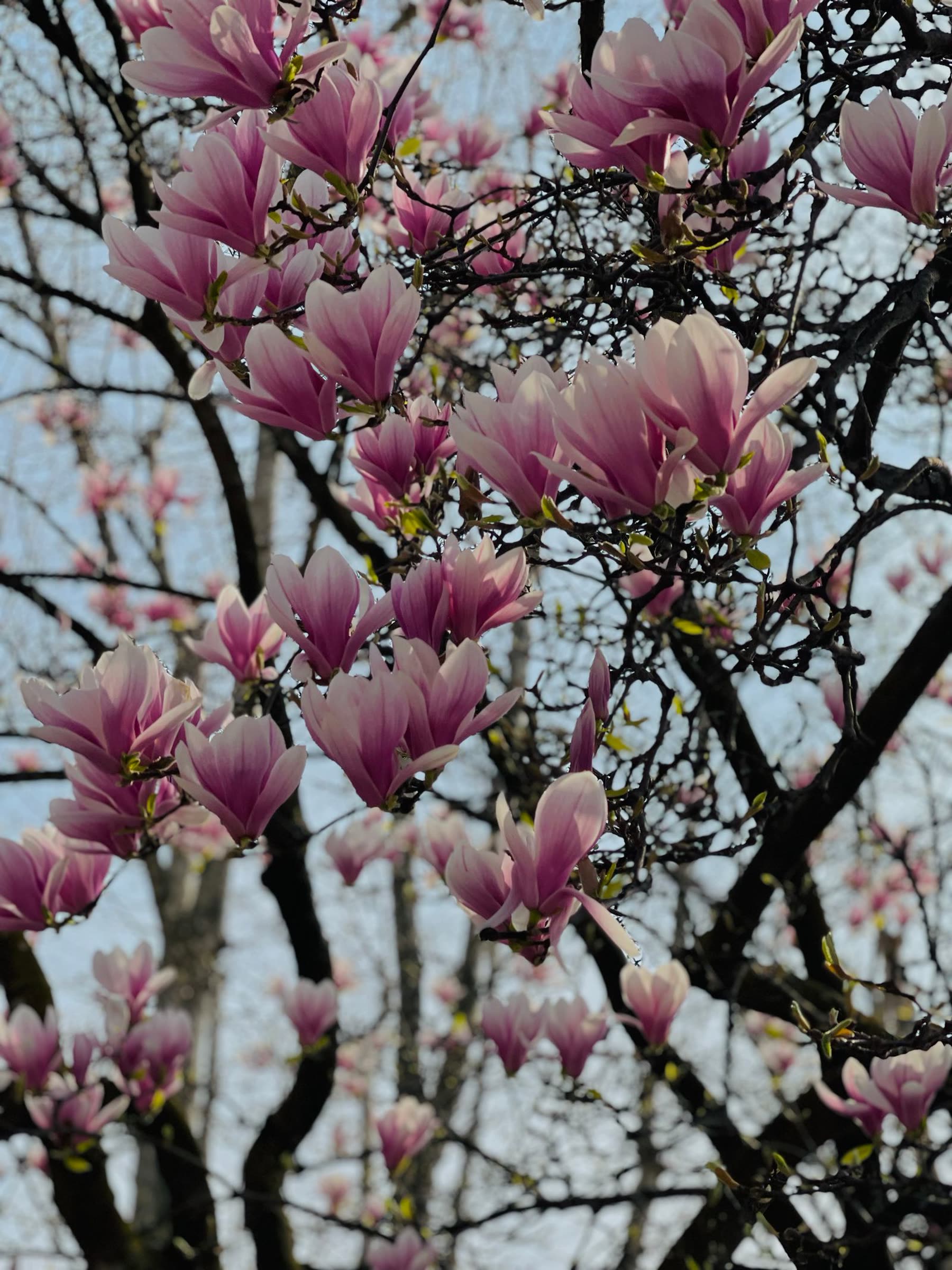 Warm light through magnolia blossoms